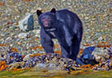 Ursus americanus